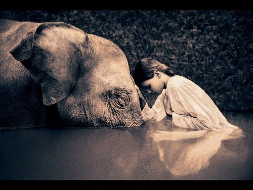 С Любов към Слона