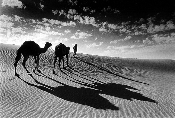 Камилите и пустинята