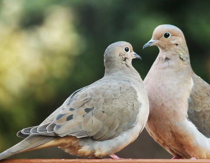 Две влюбени гълъбчета