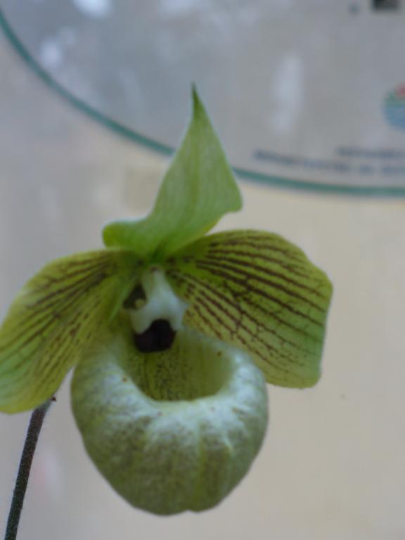 Рядък вид  Нефритена орхидея (2)