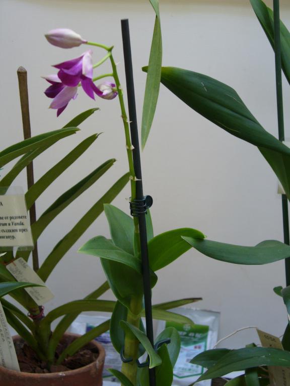 Хибридна орхидея "Мокара"