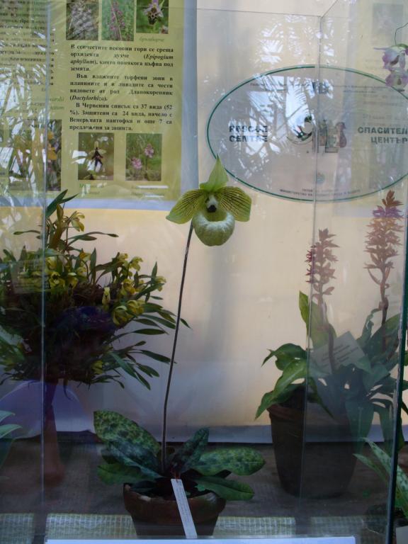 Много рядък вид - нефритена орхидея (Малипоенска венерина пантофка ) (1)