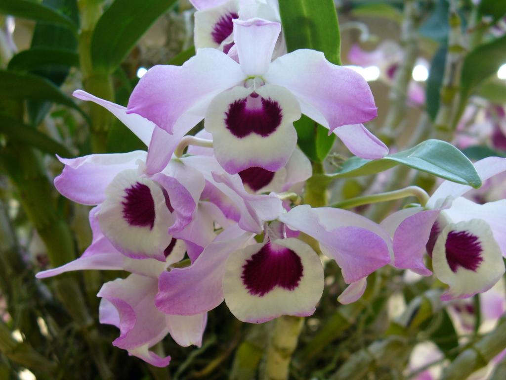 Многоцветна орхидея с въздушни корени (2)