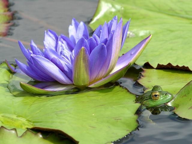 Красотата на едно водно цвете и една жабка