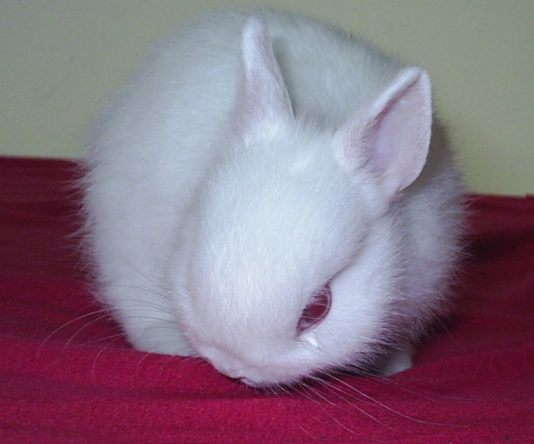 Малко бяло зайченце:)))