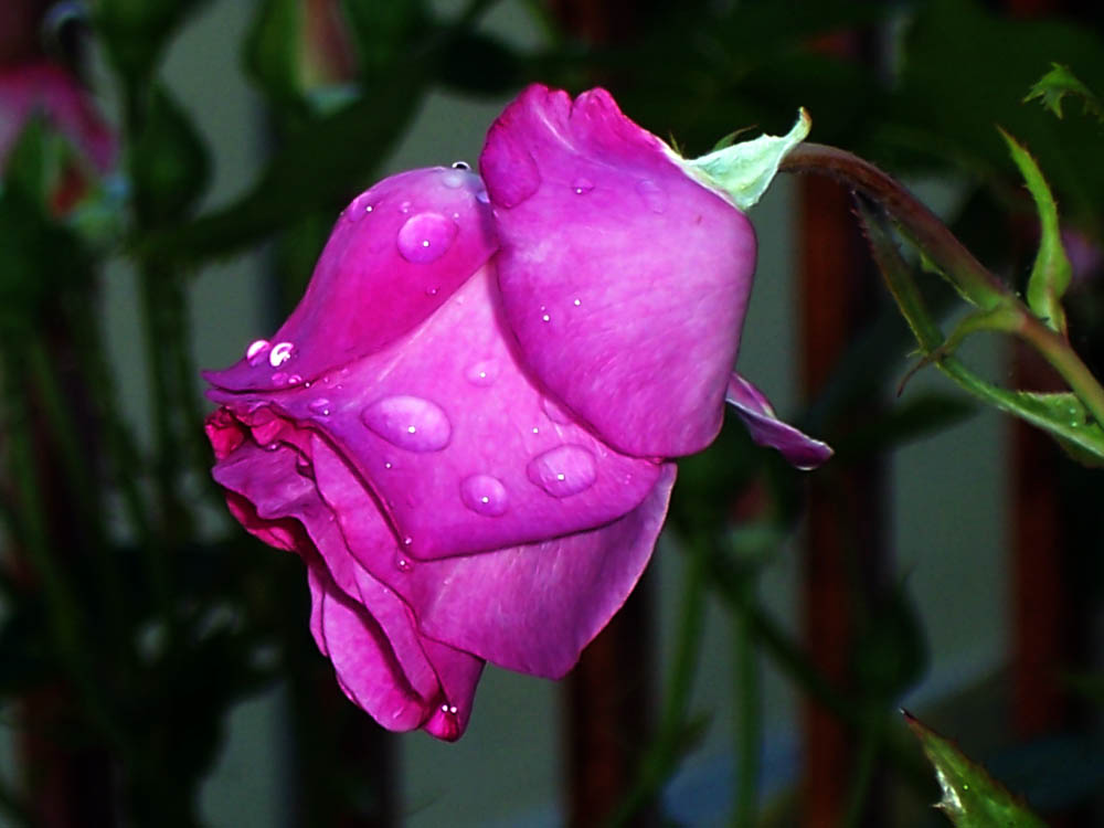 Роза след дъжд