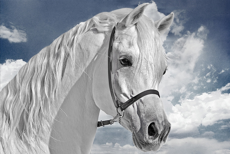 За белият кон и съдбата