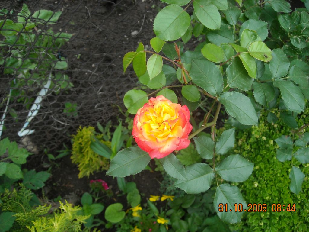 роза от моята градина