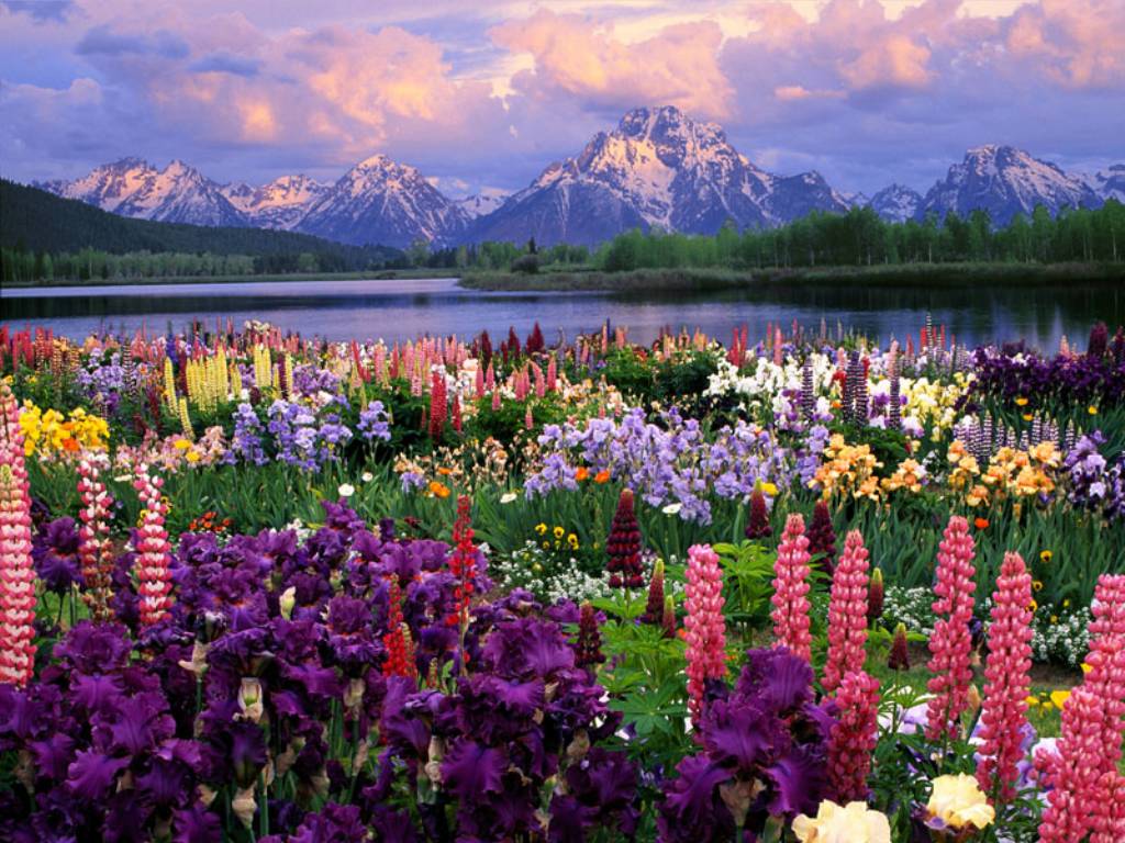 диви цветя и планини