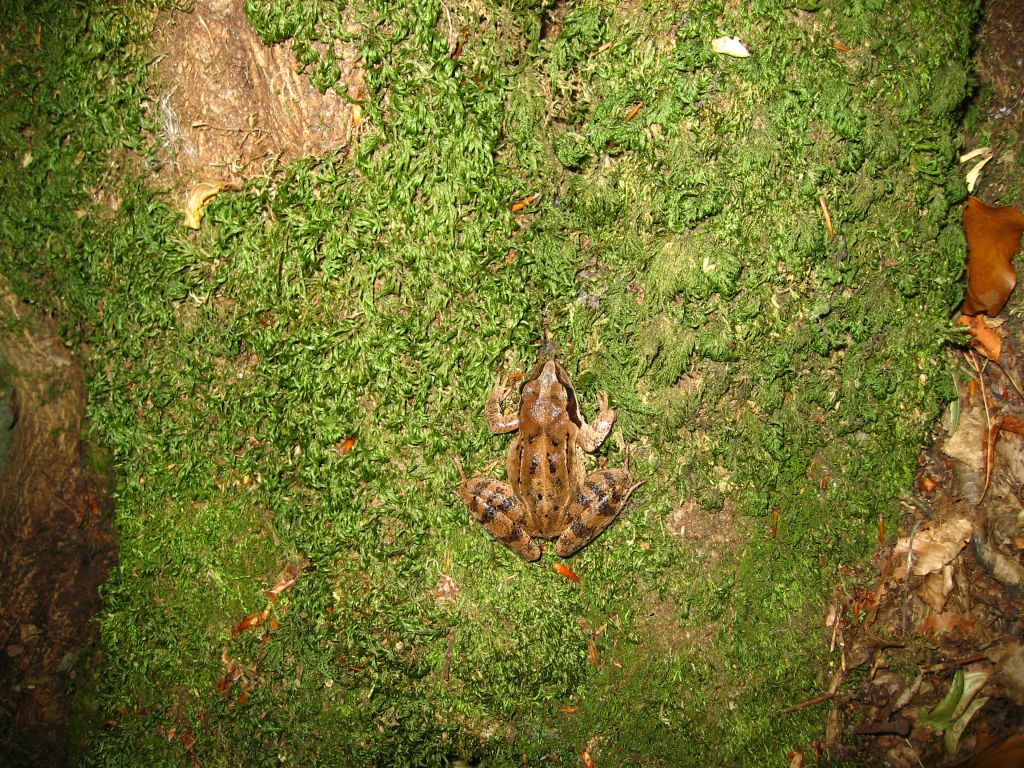 Дървесна жаба