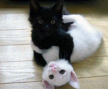 white-and-black-funny-cats.jpg