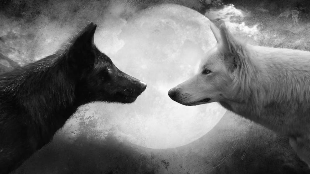 Wolf-and-Moon-Cool-HD-Wallpapers-1024x576.jpg