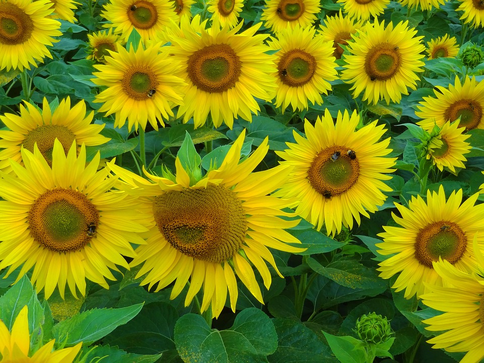 sun-flower-549675_960_720.jpg