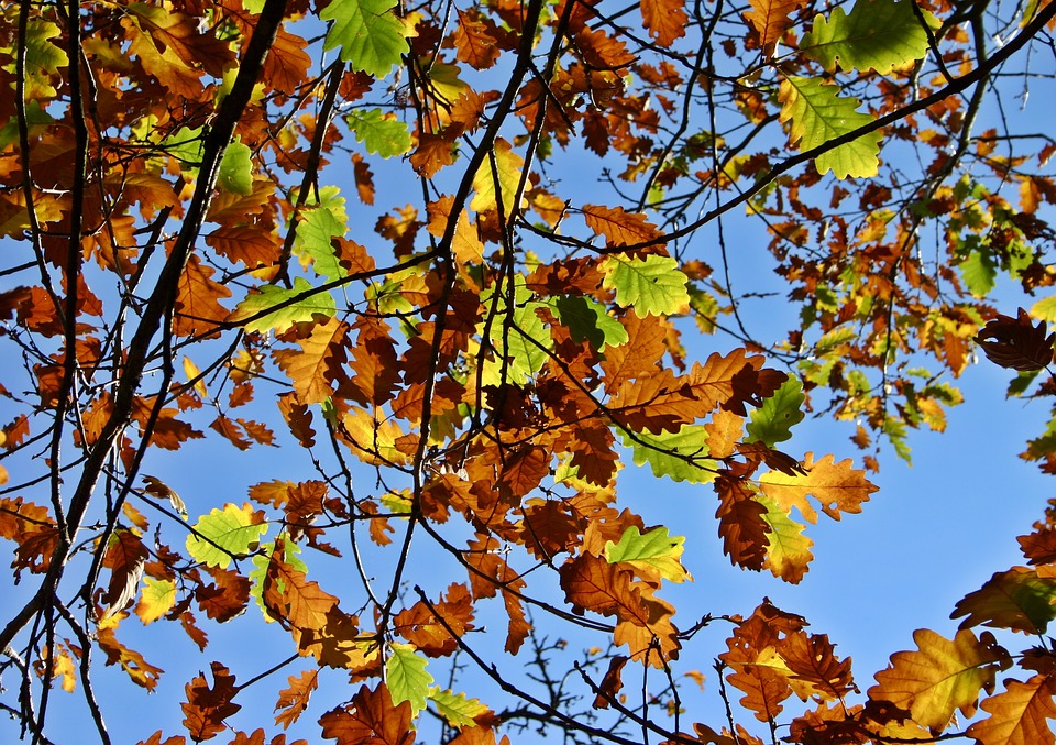 fall-foliage-1738046_960_720.jpg