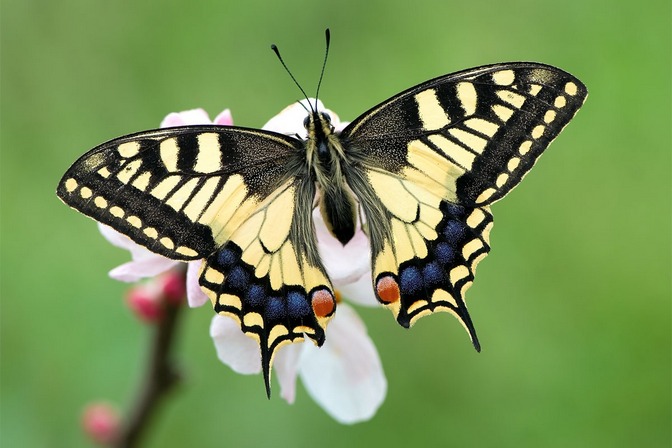 Mariposa-Papilio.jpg